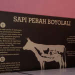 Sapi perah boyolali