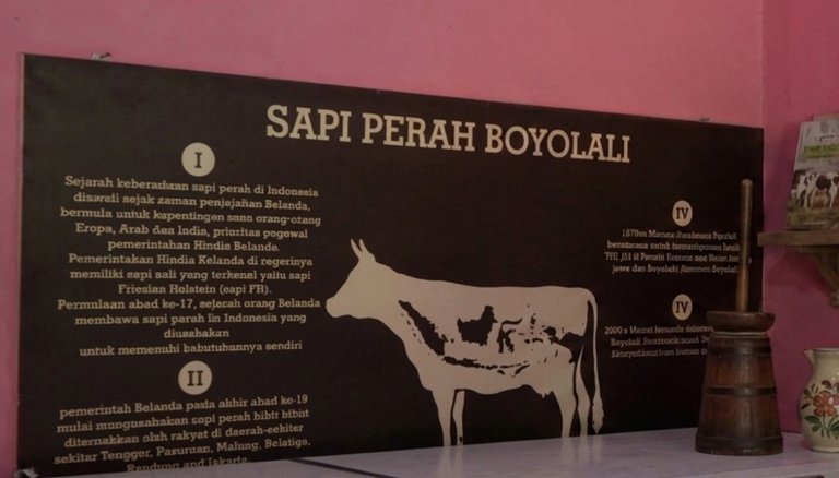 Sapi perah boyolali