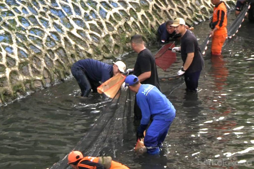 Pemprov DKI Bakal Intensifkan Pengerukan Sungai dan Pengendalian Ikan Sapu-Sapu