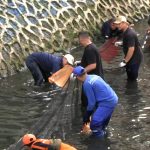 Pemprov DKI Bakal Intensifkan Pengerukan Sungai dan Pengendalian Ikan Sapu-Sapu